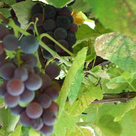 Das Weinberghaus Ratsch an der Weinstraße Eksteriør billede