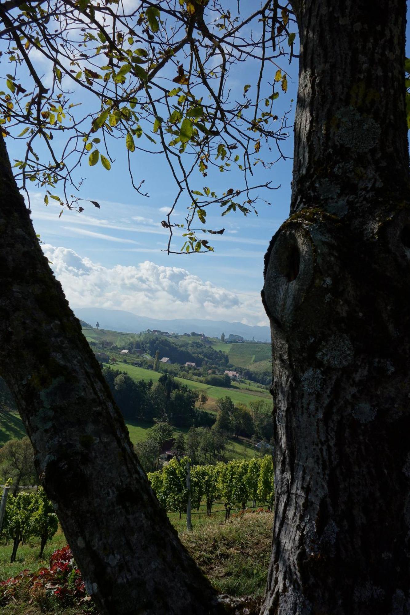 Das Weinberghaus Ratsch an der Weinstraße Eksteriør billede
